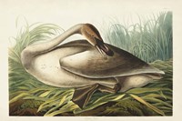 Pl 376 Trumpeter Swan Fine Art Print