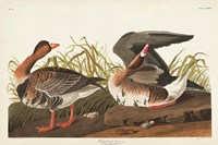 Pl 286 White-fronted Goose Fine Art Print
