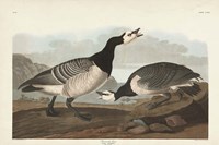 Pl 296 Barnacle Goose Fine Art Print