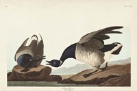 Pl 391 Brant Goose Fine Art Print