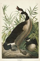 Pl 201 Canada Goose Fine Art Print