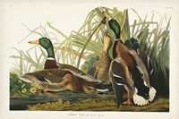 Pl 221 Mallard Duck Fine Art Print