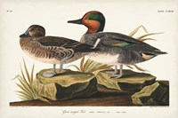 Pl 228 Green-winged Teal Fine Art Print