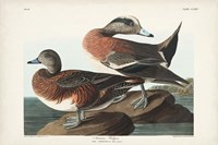 Pl 345 American Widgeon Fine Art Print