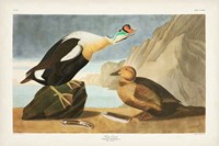 Pl 276 King Duck Fine Art Print