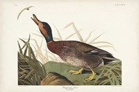 Pl 338 Bemaculated Duck Fine Art Print