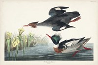 Pl 401 Red-breasted Merganser Duck Fine Art Print