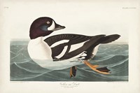 Pl 403 Golden-eye Duck Fine Art Print