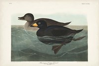 Pl 408 American Scoter Duck Fine Art Print