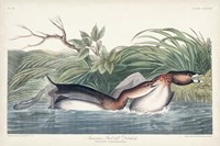 Pl 248 American Pied-bill Duck Fine Art Print