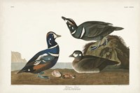 Pl 297 Harlequin Duck Fine Art Print