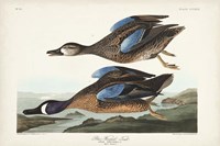 Pl 313 Blue-winged Teal Fine Art Print