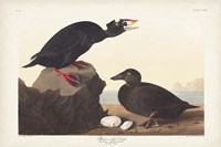 Pl 317 Black or Surf Duck Fine Art Print