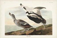 Pl 332 Pied Working Duck Fine Art Print