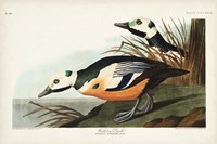 Pl 429 Western Duck Fine Art Print