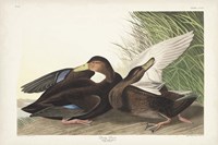 Pl 302 Dusky Duck Fine Art Print