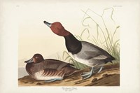 Pl 322 Red-headed Duck Fine Art Print