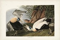 PL 246 Eider Duck Fine Art Print