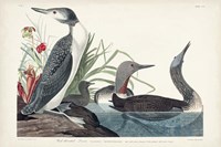 Pl 202 Red-throated Diver Fine Art Print
