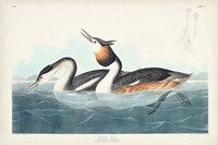 Pl 292 Crested Grebe Fine Art Print
