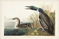 Pl 306 Great Northern Diver or Loon Fine Art Print