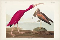Pl 397 Scarlet Ibis Fine Art Print