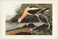 Pl 318 American Avocet Fine Art Print