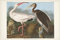 Pl 222 White Ibis Fine Art Print