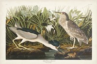 Pl 236 Night Heron Fine Art Print