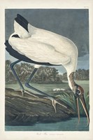 Pl 216 Wood Ibis Fine Art Print