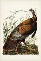 Pl 1 Wild Turkey Fine Art Print