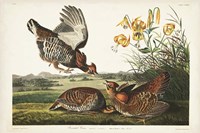 PL 186 Pinnated Grouse Fine Art Print