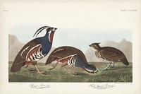 Pl 423 Plummed Partridge Fine Art Print