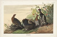 Pl 176 Spotted Grouse Fine Art Print
