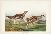 Pl 382 Sharp-tailed Grouse Fine Art Print