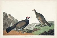 Pl 361 Long-tailed or Dusky Grouse Fine Art Print