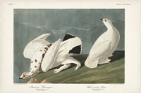Pl 418 American Ptarmigan Fine Art Print