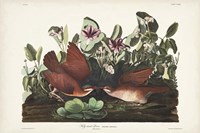 Pl 167 Key West Pigeon Fine Art Print