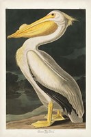 Pl 311 American White Pelican Framed Print