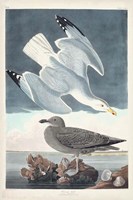 Pl 291 Herring Gull Fine Art Print