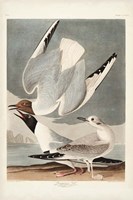 Pl 324 Bonapartian Gull Fine Art Print