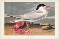 Pl 273 Cyenne Tern Fine Art Print