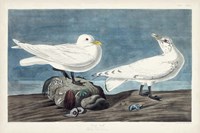 Pl 287 Ivory Gull Fine Art Print