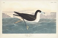 Pl 299 Dusky Petrel Fine Art Print