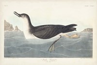 Pl 295 Manks Shearwater Fine Art Print