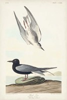 Pl 280 Black Tern Fine Art Print