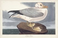 Pl 264 Fulmar Petral Fine Art Print