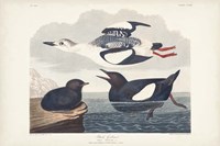 Pl 219 Black Gillemot Fine Art Print