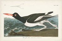 Pl 223 Pied Oyster Catcher Fine Art Print