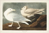 Pl 396 Burgomaster Gull Fine Art Print
